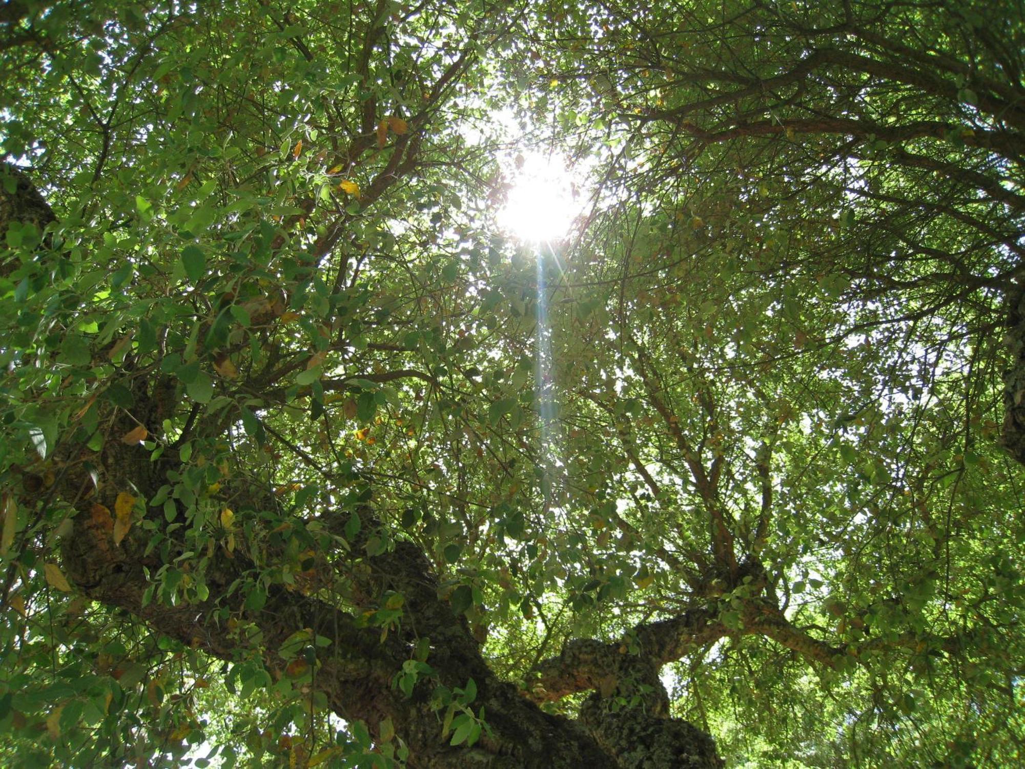 Monte Das Faias Cork Farm Hotel Grândola Exteriör bild